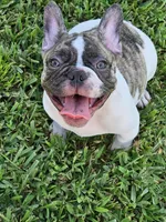 Gaston , a male French Bulldog for sale in Port Saint Lucie, FL – 2 of 2