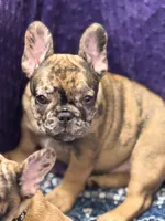 Robin , a female French Bulldog for sale in Port Saint Lucie, FL – Photo 3 of 4