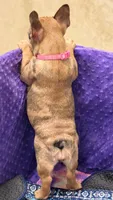 Robin , a female French Bulldog for sale in Port Saint Lucie, FL – Photo 2 of 4