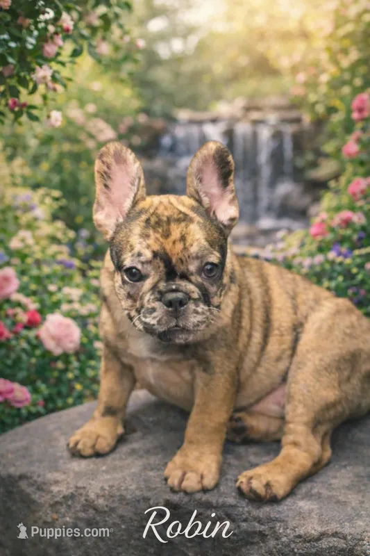 Robin  – French Bulldog puppy for sale in Port Saint Lucie, FL