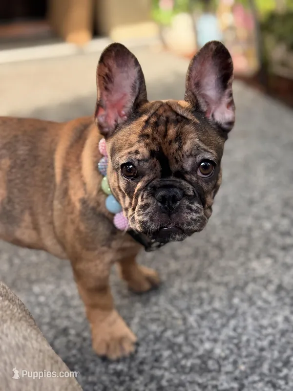 Robin  – French Bulldog puppy for sale in Port Saint Lucie, FL