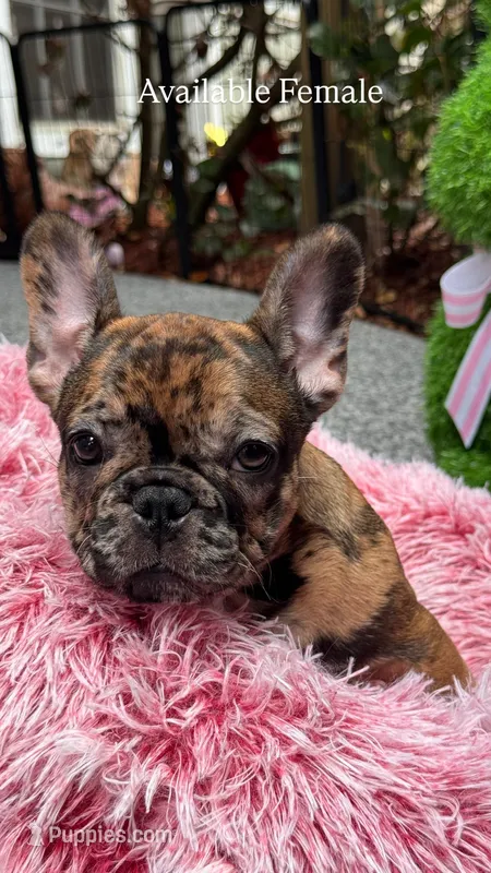 Robin  – French Bulldog puppy for sale in Port Saint Lucie, FL