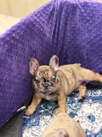 Robin , a female French Bulldog for sale in Port Saint Lucie, FL – Photo 4 of 4