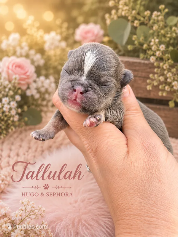 Tallulah – French Bulldog puppy for sale in Port Saint Lucie, FL