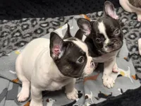 Mal, a female French Bulldog for sale in Port Saint Lucie, FL – 1 of 4