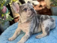 Twinkle, a female French Bulldog for sale in Port Saint Lucie, FL – Photo 2 of 4
