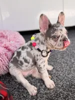 Twinkle, a female French Bulldog for sale in Port Saint Lucie, FL – Photo 7 of 7