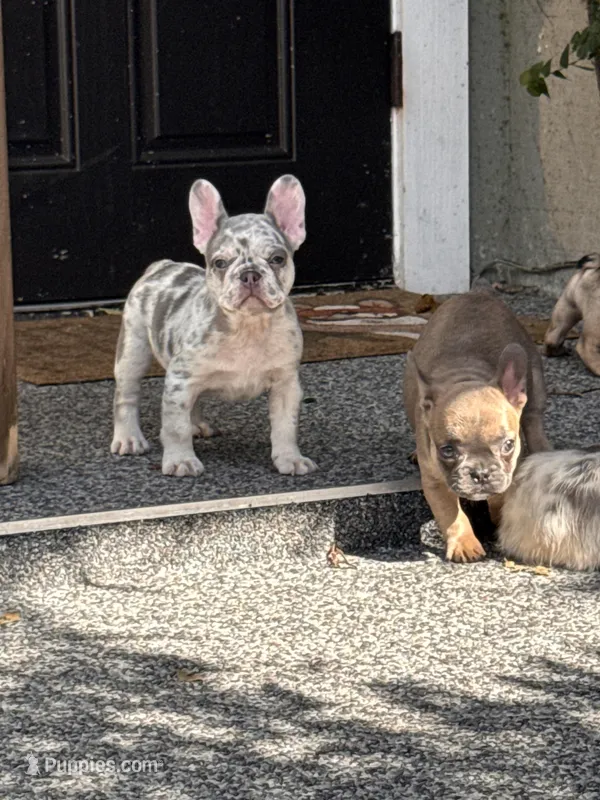 Twinkle – French Bulldog puppy for sale in Port Saint Lucie, FL