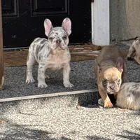 Twinkle, a female French Bulldog for sale in Port Saint Lucie, FL – Photo 2 of 7