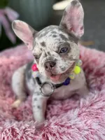 Twinkle, a female French Bulldog for sale in Port Saint Lucie, FL – Photo 5 of 7