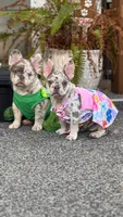 Twinkle, a female French Bulldog for sale in Port Saint Lucie, FL – Photo 3 of 7