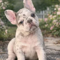 Twinkle, a female French Bulldog for sale in Port Saint Lucie, FL – Photo 1 of 7