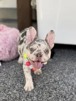 Twinkle, a female French Bulldog for sale in Port Saint Lucie, FL – Photo 4 of 7