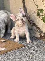 Twinkle, a female French Bulldog for sale in Port Saint Lucie, FL – Photo 3 of 4