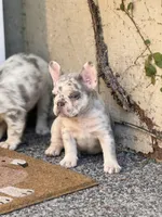 Twinkle, a female French Bulldog for sale in Port Saint Lucie, FL – Photo 4 of 4