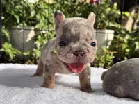 Perry, a male French Bulldog for sale in Port Saint Lucie, FL – 3 of 4