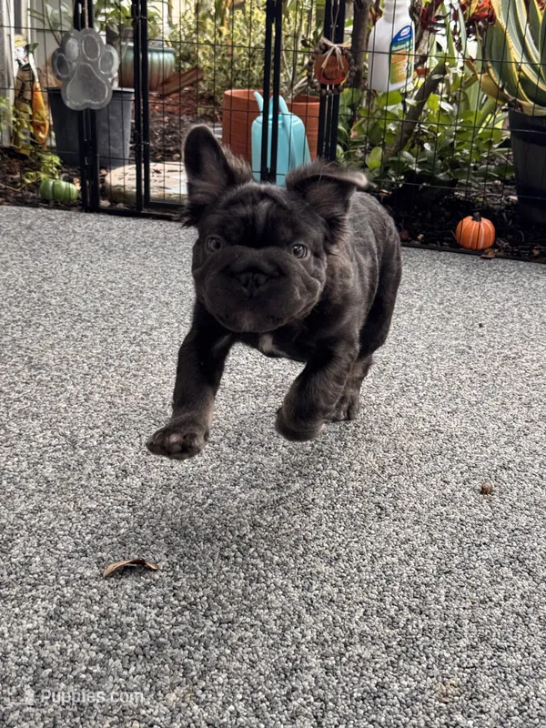 Fluffy Big Rope Blue and Tan  – French Bulldog puppy for sale in Port Saint Lucie, FL