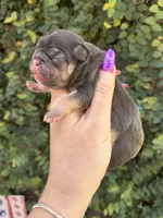 Magnolia, a female French Bulldog for sale in Port Saint Lucie, FL – 5 of 5