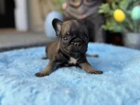 Sable, a male French Bulldog for sale in Port Saint Lucie, FL – Photo 2 of 2