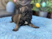 Sable, a male French Bulldog for sale in Port Saint Lucie, FL – Photo 1 of 2