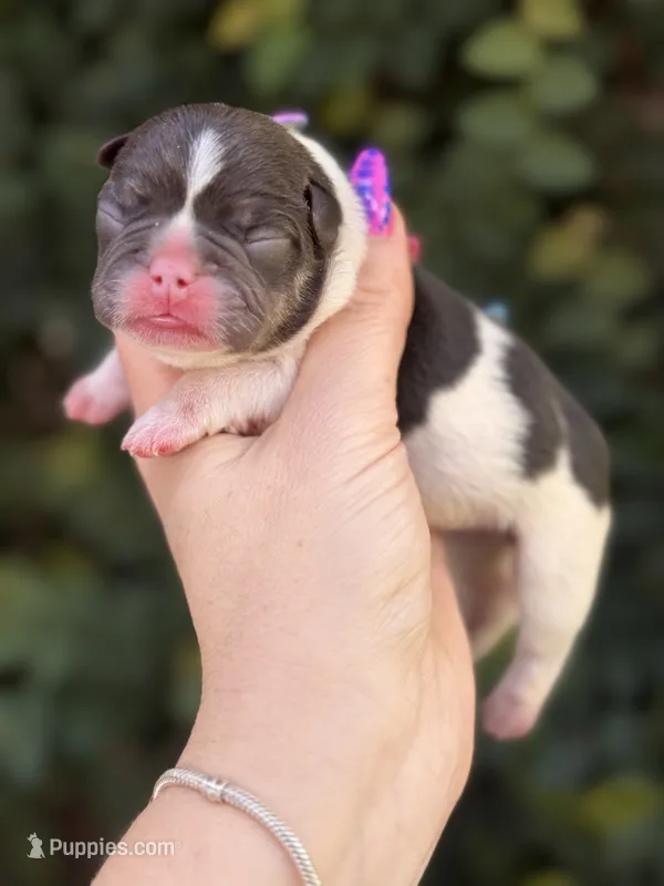 CypresS – French Bulldog puppy for sale in Port Saint Lucie, FL