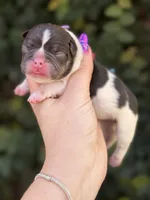 CypresS, a male French Bulldog for sale in Port Saint Lucie, FL – 1 of 3