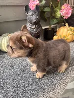 Maverick Fluffy Big Rope, a male French Bulldog for sale in Port Saint Lucie, FL – 4 of 4
