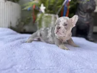 Bronx , a female French Bulldog for sale in Port Saint Lucie, FL – 2 of 3