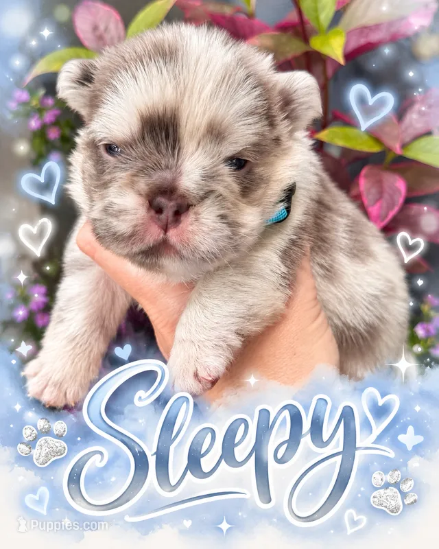Sleepy  – French Bulldog puppy for sale in Port Saint Lucie, FL