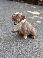 Dobby, a female English Bulldog for sale in Port Saint Lucie, FL – Photo 3 of 4