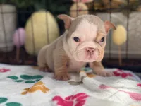 Runt Nova, a female English Bulldog for sale in Port Saint Lucie, FL – Photo 2 of 3