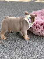 Dobby, a female English Bulldog for sale in Port Saint Lucie, FL – Photo 2 of 4
