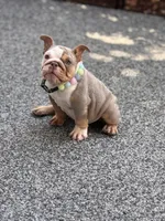 Dobby, a female English Bulldog for sale in Port Saint Lucie, FL – Photo 4 of 4
