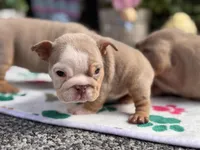 Runt Nova, a female English Bulldog for sale in Port Saint Lucie, FL – Photo 3 of 3