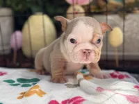 Runt Nova, a female English Bulldog for sale in Port Saint Lucie, FL – Photo 1 of 3