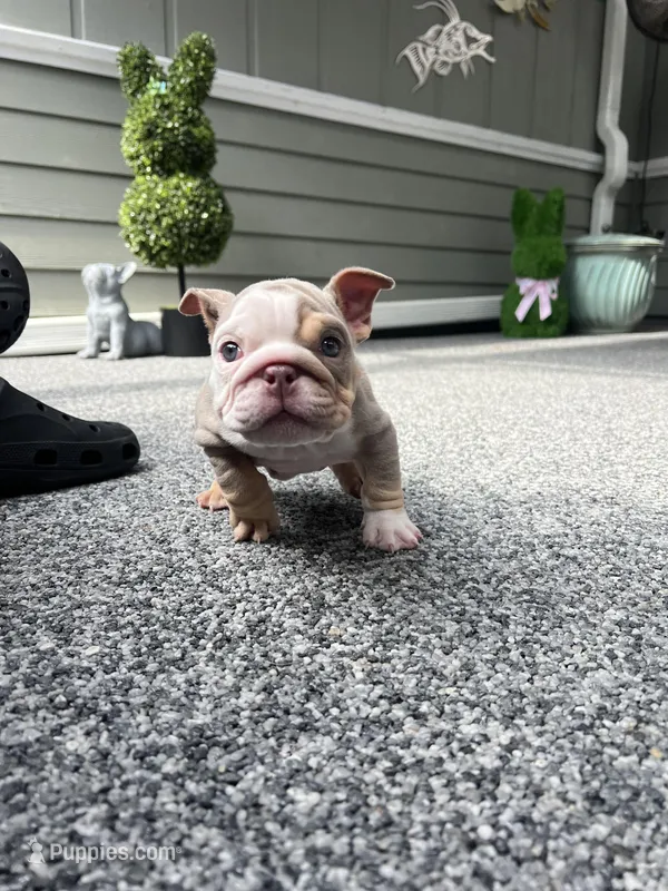  Nova – English Bulldog puppy for sale in Port Saint Lucie, FL