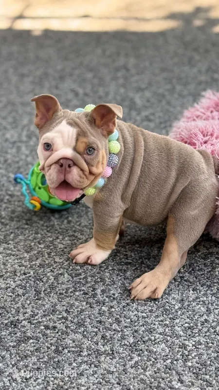  Nova – English Bulldog puppy for sale in Port Saint Lucie, FL