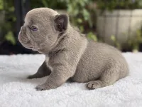 Freedom , a male French Bulldog for sale in Port Saint Lucie, FL – 4 of 6