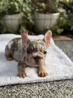 Perry, a male French Bulldog for sale in Port Saint Lucie, FL – 4 of 6