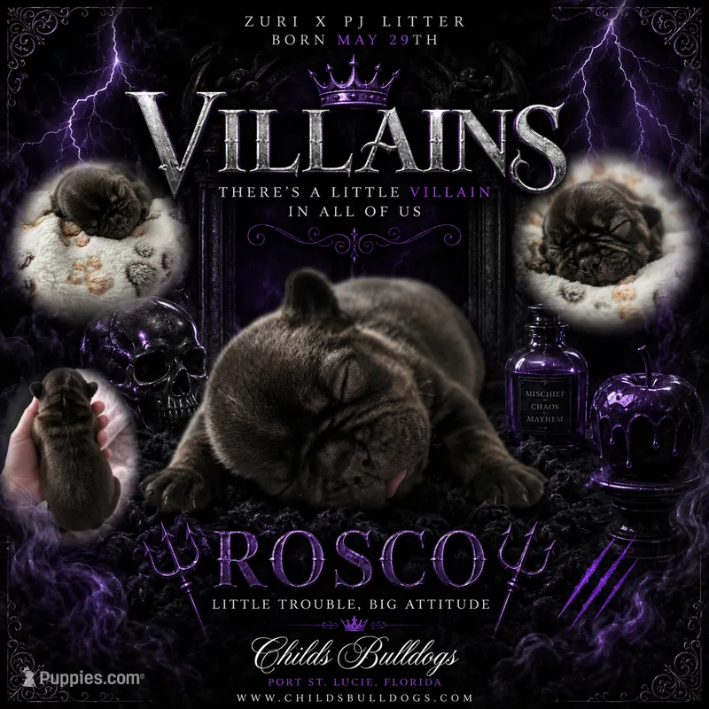Rosco – French Bulldog puppy for sale in Port Saint Lucie, FL