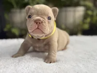 Knox , a male French Bulldog for sale in Port Saint Lucie, FL – 2 of 3