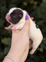 Cedar, a male French Bulldog for sale in Port Saint Lucie, FL – 2 of 2