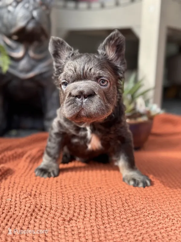 Fluffy Big Rope Blue and Tan  – French Bulldog puppy for sale in Port Saint Lucie, FL