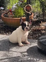 Cedar, a male French Bulldog for sale in Port Saint Lucie, FL – 8 of 8