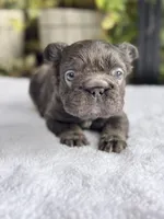 Fluffy Big Rope Blue and Tan , a male French Bulldog for sale in Port Saint Lucie, FL – 2 of 5