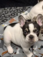 Hades , a male French Bulldog for sale in Port Saint Lucie, FL – 2 of 2