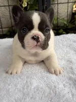 Cedar, a male French Bulldog for sale in Port Saint Lucie, FL – 3 of 3