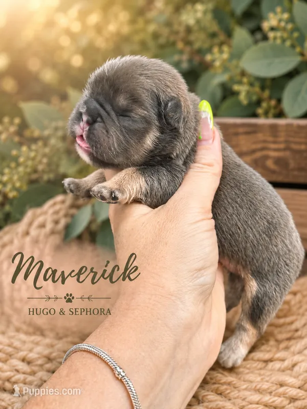 Maverick – French Bulldog puppy for sale in Port Saint Lucie, FL