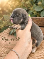 Maverick, a male French Bulldog for sale in Port Saint Lucie, FL – 1 of 1