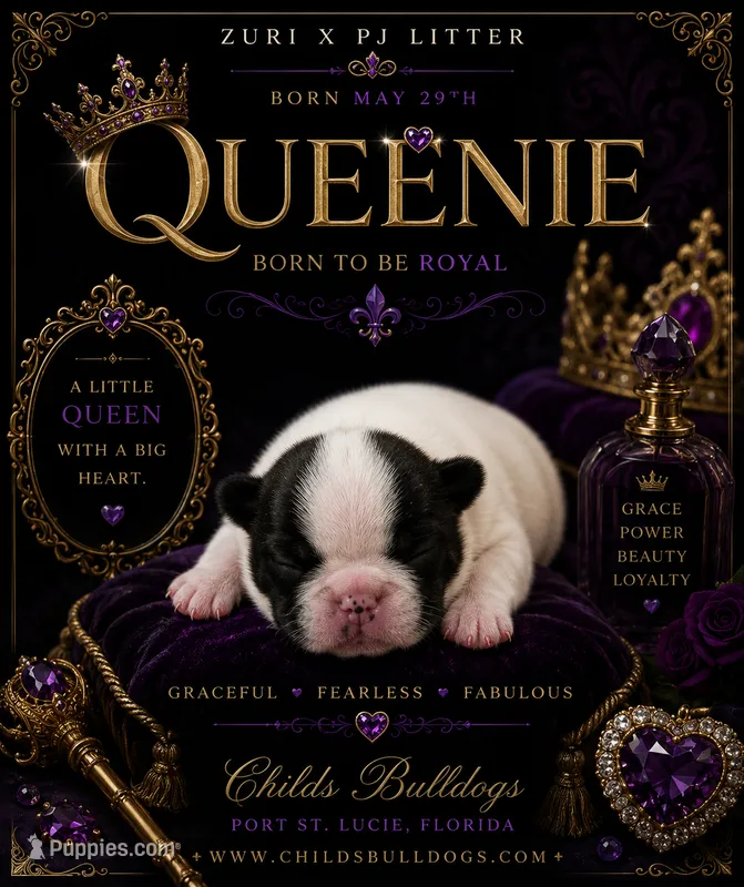 Queenie  – French Bulldog puppy for sale in Port Saint Lucie, FL